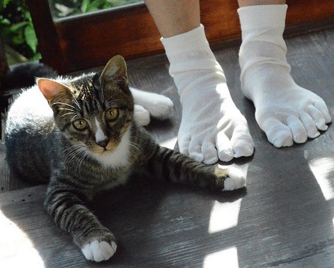 靴下を履いた猫